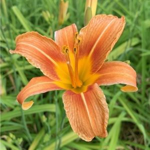 Meet your Posher, Shele